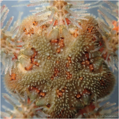 Ophiothrix spiculata