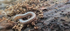 Diplopoda