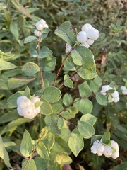 Symphoricarpos albus