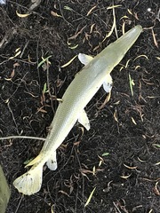 Atractosteus spatula