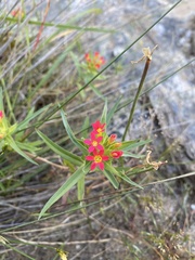 Collomia biflora