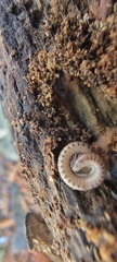 Diplopoda