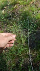 Leptochloa mucronata