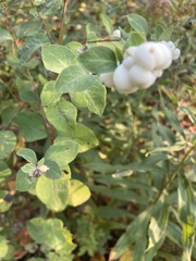 Symphoricarpos albus
