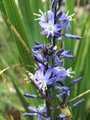 Caesia calliantha