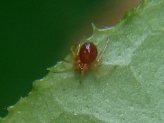Ruborridion musivum