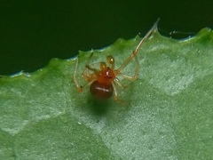Ruborridion musivum