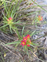 Collomia biflora