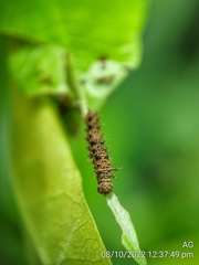 Lebadea martha parkeri