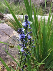 Caesia calliantha