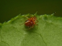 Ruborridion musivum