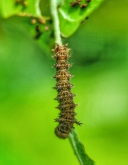 Lebadea martha parkeri