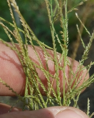 Leptochloa mucronata