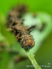 Lebadea martha parkeri