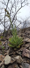 Echeveria