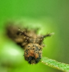 Lebadea martha parkeri