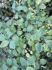 Symphoricarpos albus