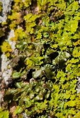 Melanohalea exasperatula