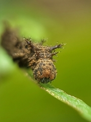 Lebadea martha parkeri