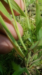 Leptochloa mucronata