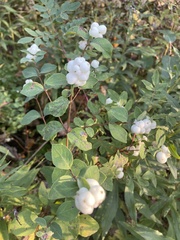 Symphoricarpos albus