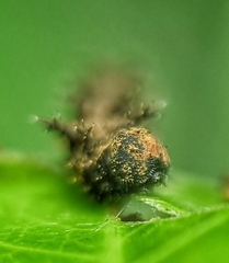 Lebadea martha parkeri