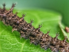 Lebadea martha parkeri