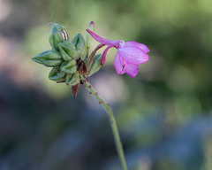 Oenothera gaura