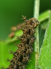 Lebadea martha parkeri