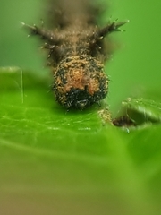 Lebadea martha parkeri