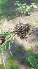 Leptochloa mucronata