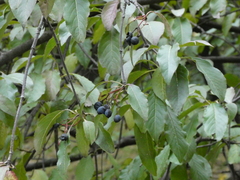Viburnum prunifolium