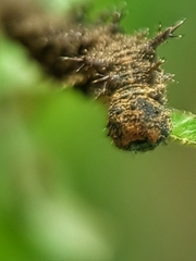 Lebadea martha parkeri