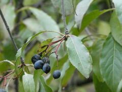 Viburnum prunifolium