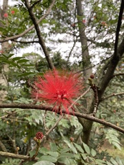 Calliandra