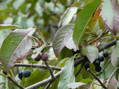 Viburnum prunifolium