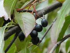 Viburnum prunifolium
