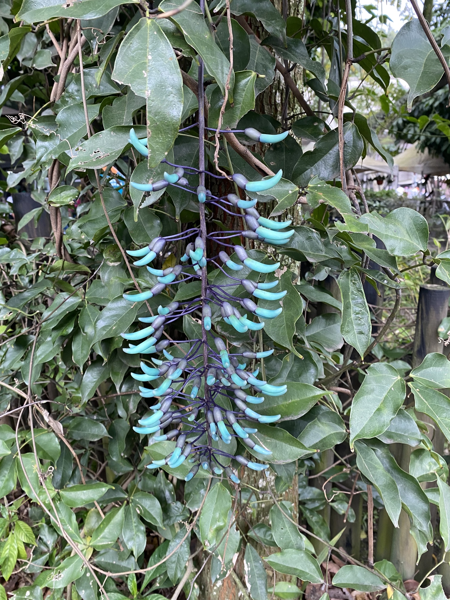 Strongylodon macrobotrys A.Gray