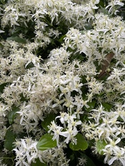 Clematis flammula