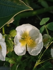 Sagittaria montevidensis