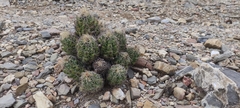 Cactoideae