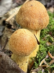 Gymnopilus