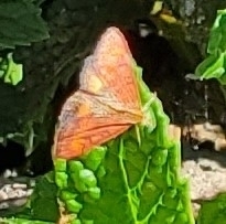 Pyrausta