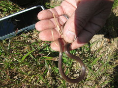 Carphophis amoenus amoenus