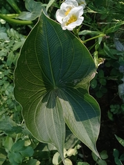 Sagittaria montevidensis