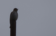 Muscicapa sibirica
