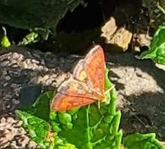 Pyrausta