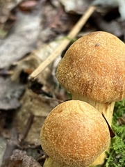 Gymnopilus