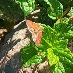 Pyrausta