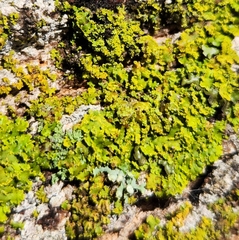 Candelaria concolor